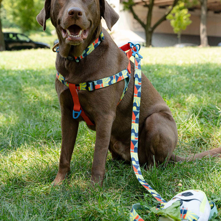 Woven Dog Leash